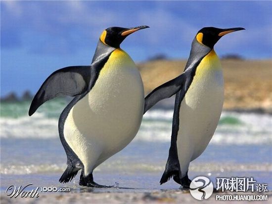 【L&D陶瓷】徐徐带你了解--美国猫 肥胖死 以